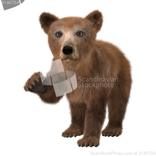 Image of Little Brown Bear