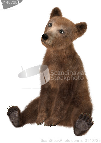 Image of Little Brown Bear