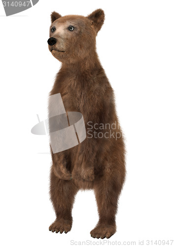 Image of Little Brown Bear