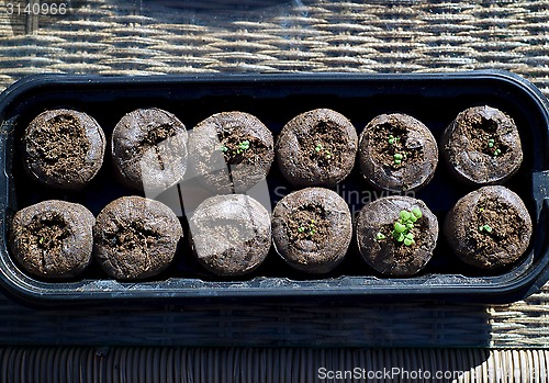 Image of catnip seedlings in pods