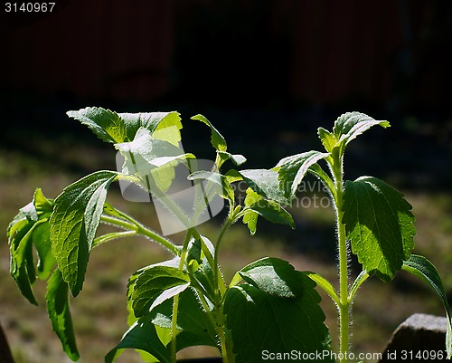 Image of close up of stevia sugar plant