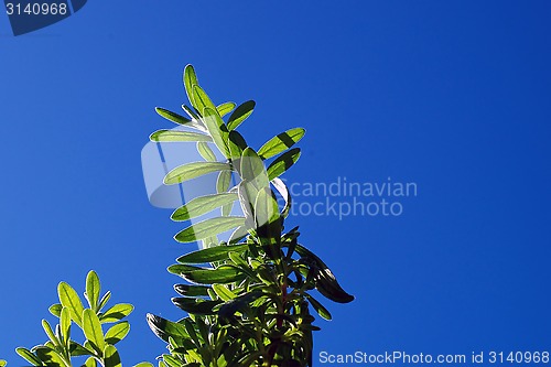 Image of lavender plant backlit against sky