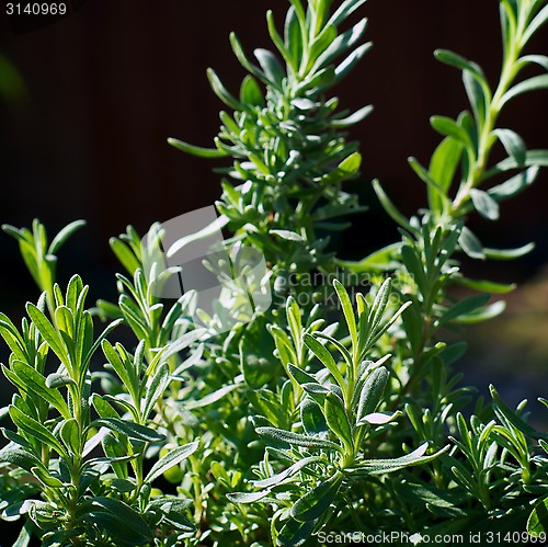 Image of lavender plant