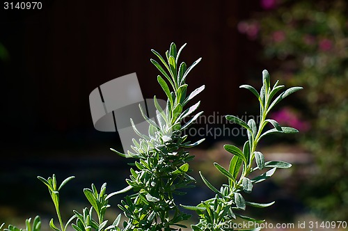 Image of lavender potpourri plant