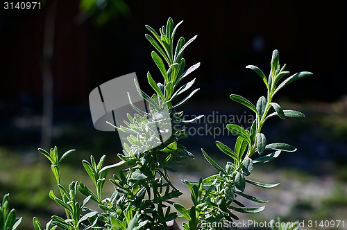 Image of outdoor lavender plant