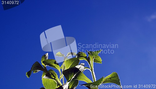 Image of stevia sugar plant against blue sky