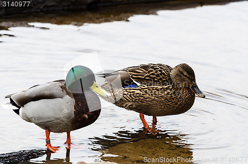 Image of lovely mallard