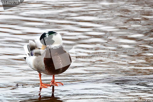 Image of Albino mallard