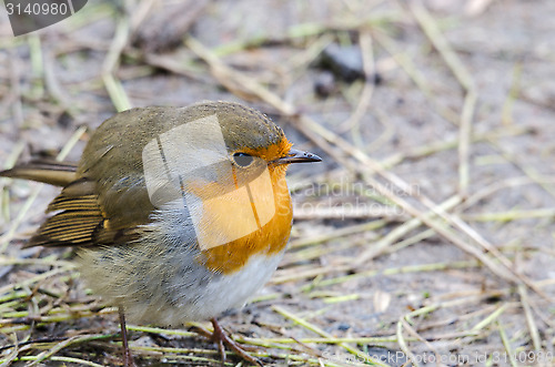 Image of Redbreast