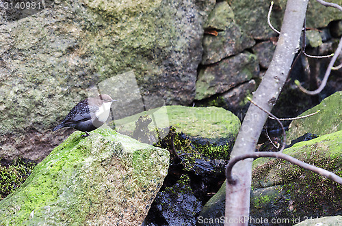 Image of Bird Dippers