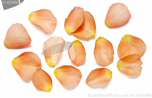 Image of Rose petals