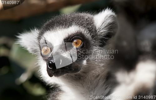 Image of Ring-tailed lemur