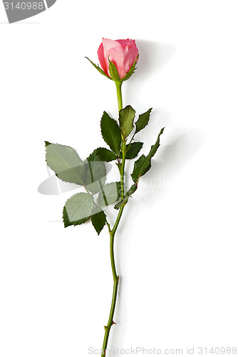Image of One pink rose