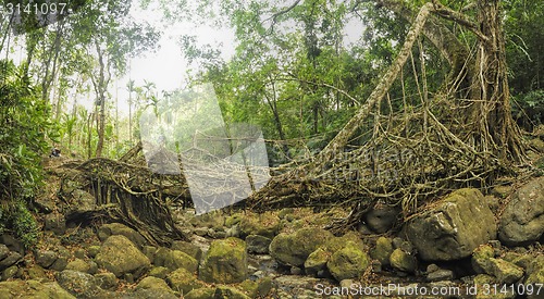 Image of Old root bridge in India