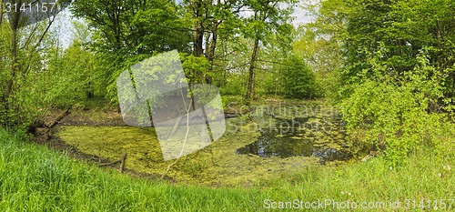 Image of Green pond
