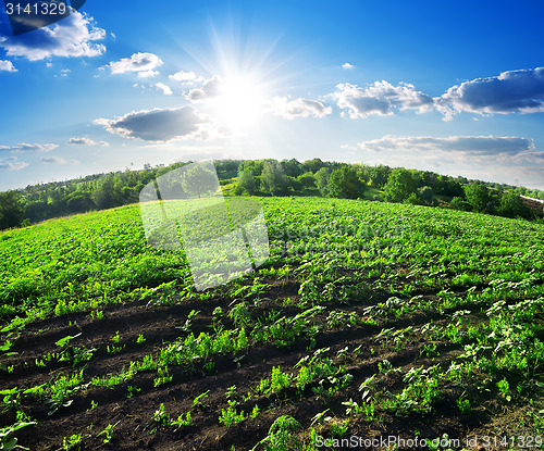 Image of Green sunflowers