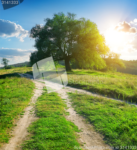 Image of Tree pathways