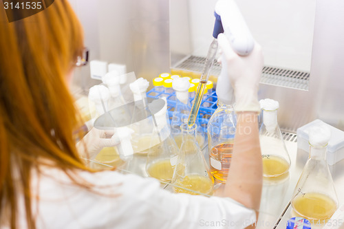 Image of Life scientist researching in the laboratory.