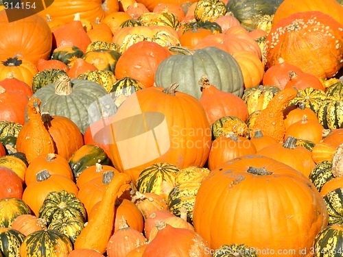 Image of Pumpkin background