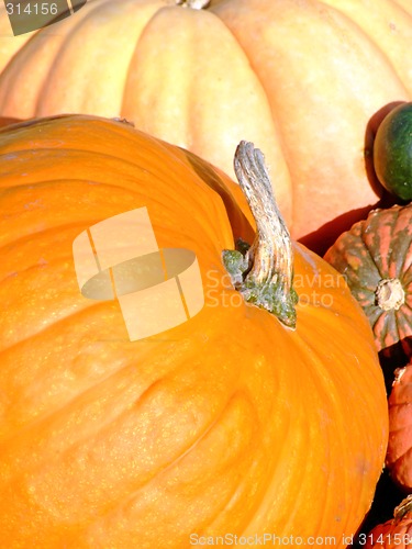 Image of Pumpkins