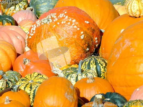 Image of Pumpkins background