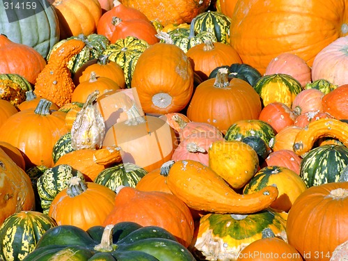 Image of Pumpkins background