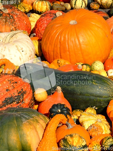 Image of Pumpkins