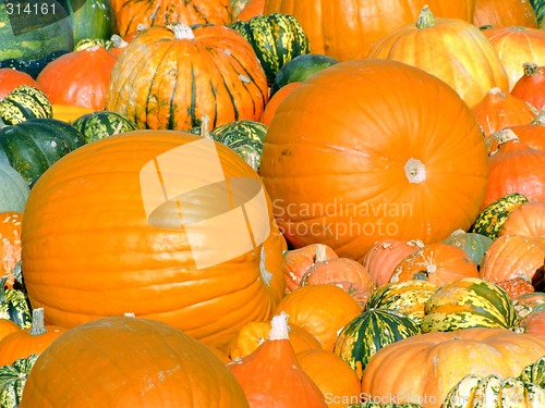 Image of Pumpkins background