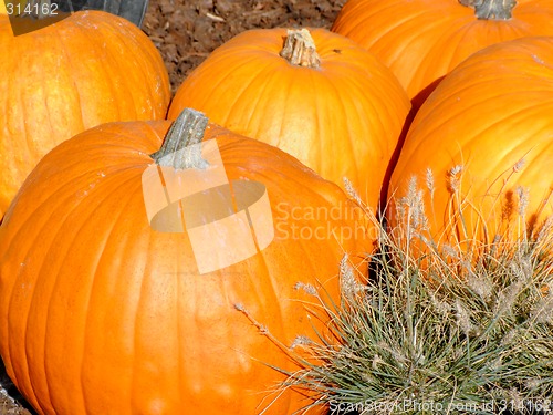 Image of Orange pumpkins