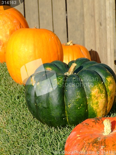 Image of Pumpkins