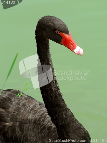 Image of Black swan