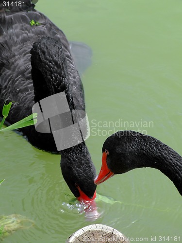 Image of Two black swans