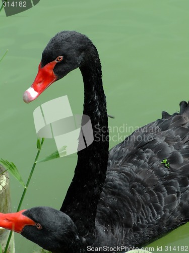 Image of Two black swans