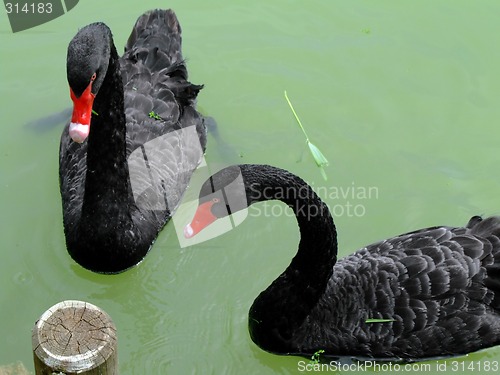 Image of Two black swans