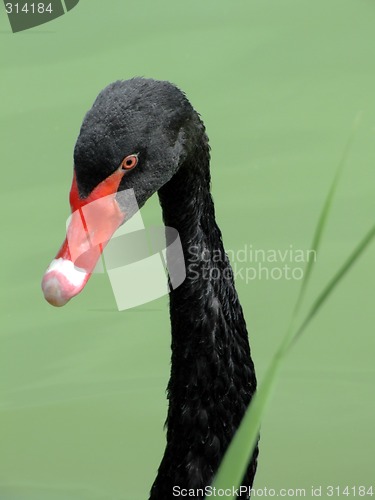 Image of Black swan