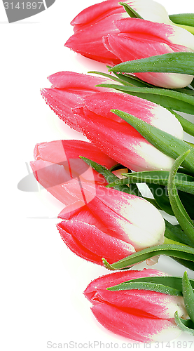Image of Spring Tulips