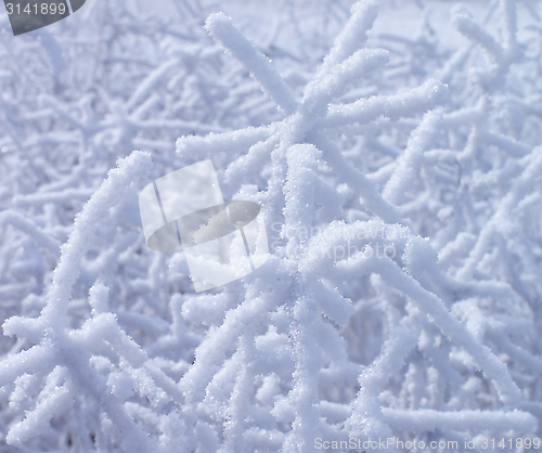 Image of Snowy Branches