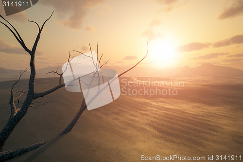 Image of desert sunset