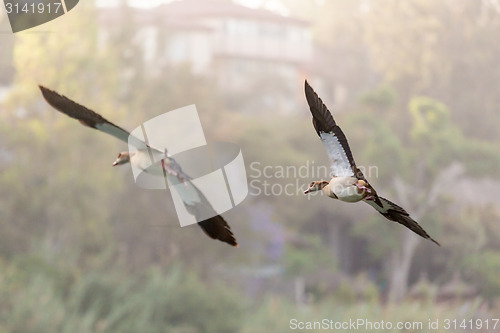 Image of Egyptian Goose in mid flight