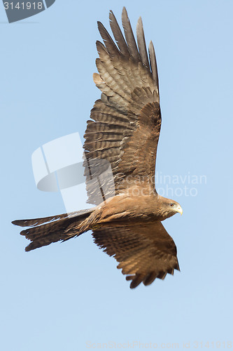 Image of Amora in flight