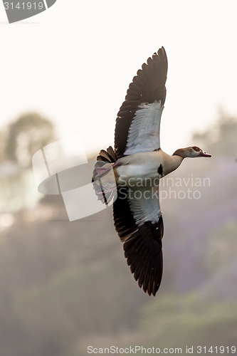 Image of Egyptian Goose in mid flight