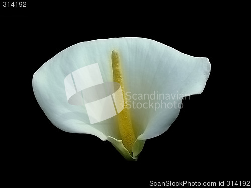 Image of Calla