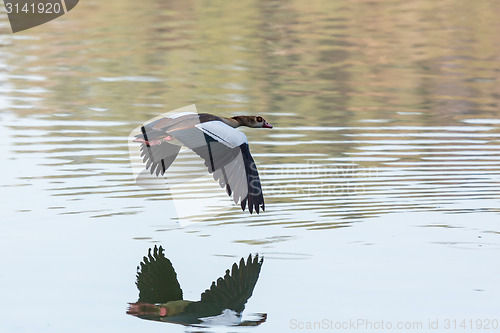 Image of Egyptian Goose in mid flight