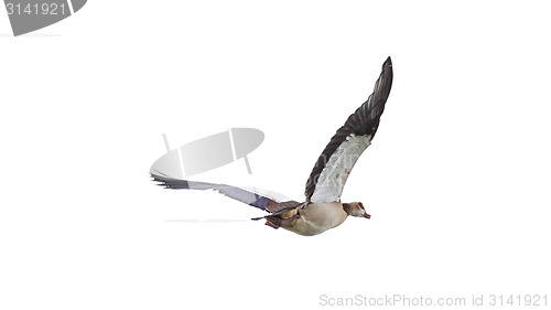 Image of Egyptian Goose in mid flight