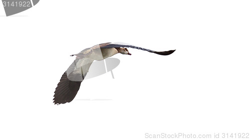 Image of Egyptian Goose in mid flight