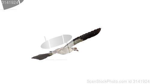 Image of Egyptian Goose in mid flight