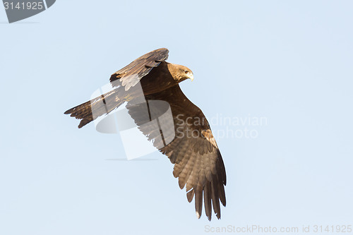 Image of Amora in flight