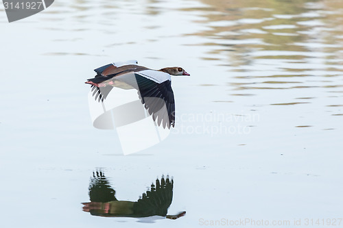 Image of Egyptian Goose in mid flight