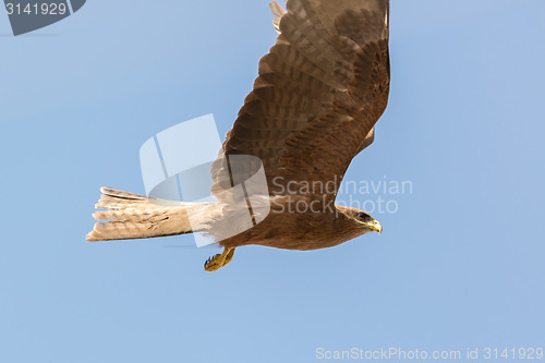 Image of Amora in flight