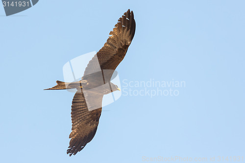 Image of Amora in flight